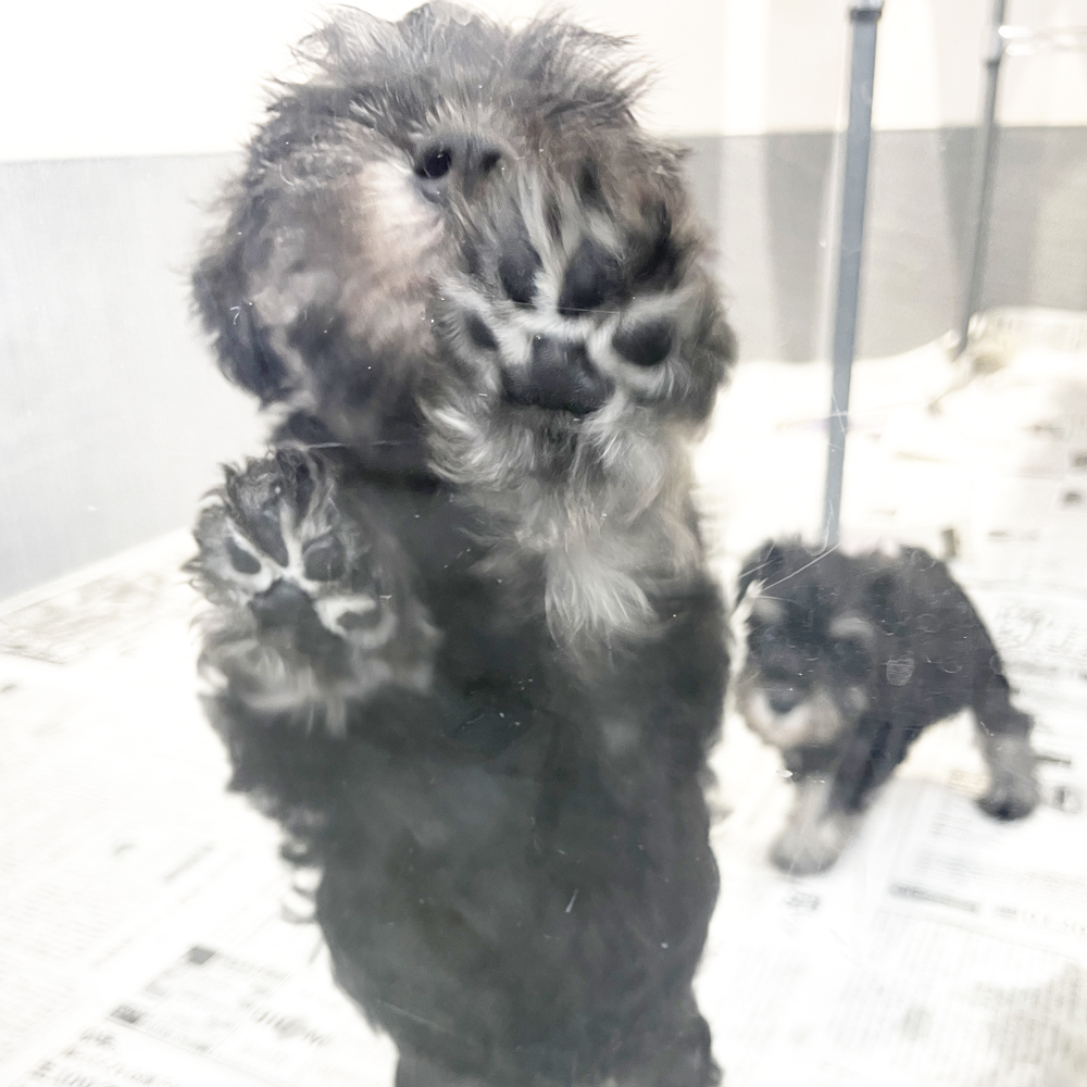 ２年生が子犬のお世話☆